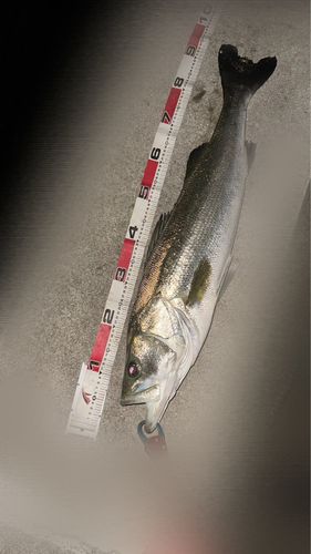 スズキの釣果
