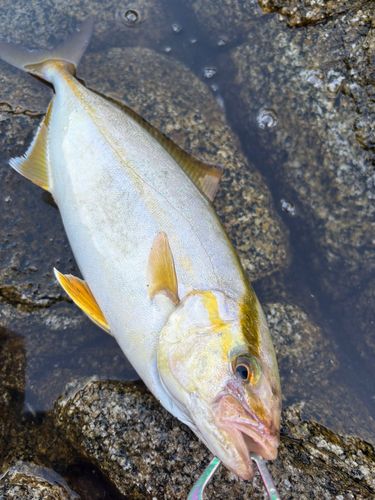 ショゴの釣果