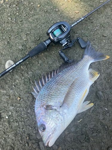 キビレの釣果