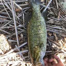 スモールマウスバス