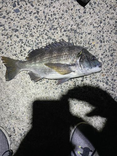 伊勢湾