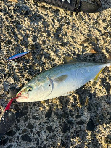 イナダの釣果