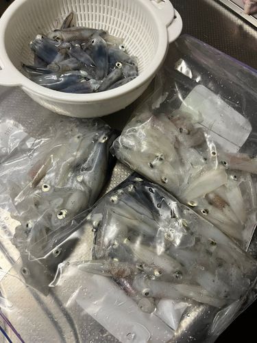 ベイカの釣果