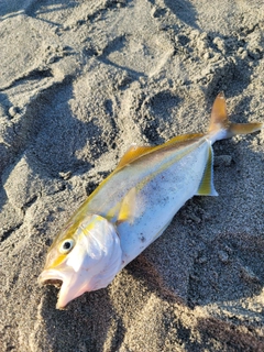 ショゴの釣果