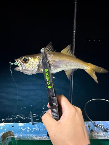 ムツの釣果