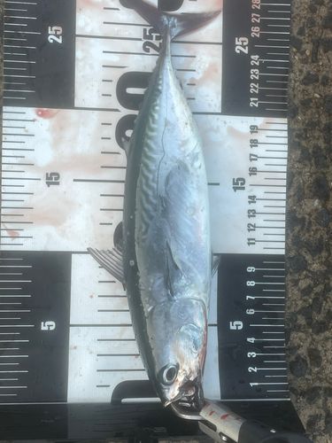 ソウダガツオの釣果