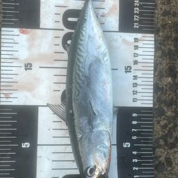 ソウダガツオ