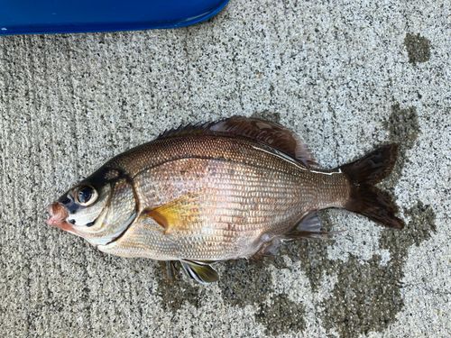 ウミタナゴの釣果
