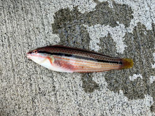 キュウセンの釣果