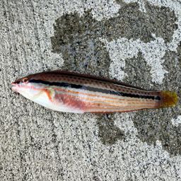キュウセン