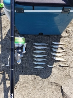 シロギスの釣果