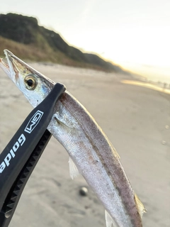 カマスの釣果