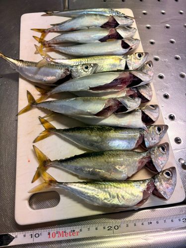 サバの釣果