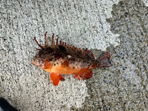 ハオコゼの釣果