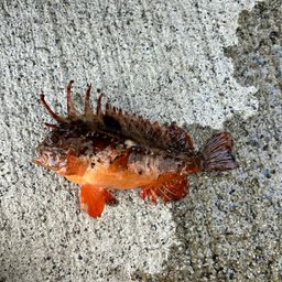 ハオコゼ
