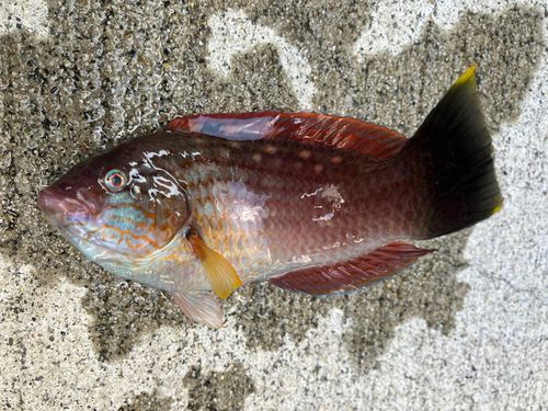 ベラの釣果