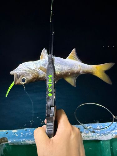 ムツの釣果