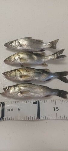 セイゴ（ヒラスズキ）の釣果