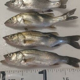 セイゴ（ヒラスズキ）