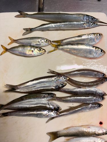 サヨリの釣果