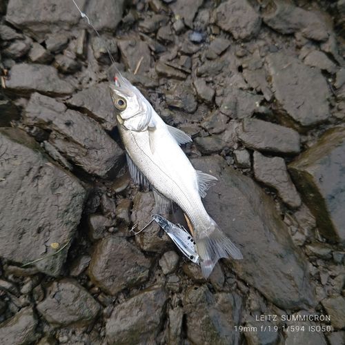 セイゴ（タイリクスズキ）の釣果