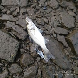 セイゴ（タイリクスズキ）