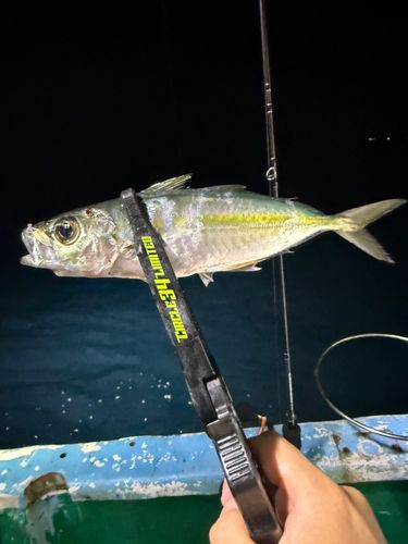 メアジの釣果