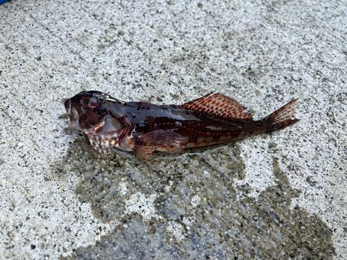 釣果
