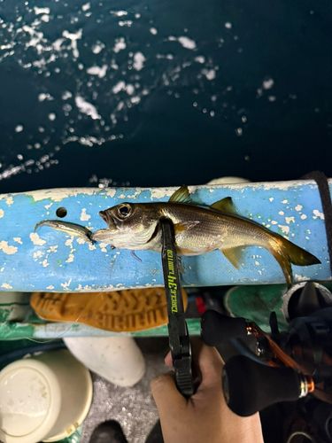 メアジの釣果