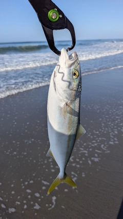 ワカシの釣果