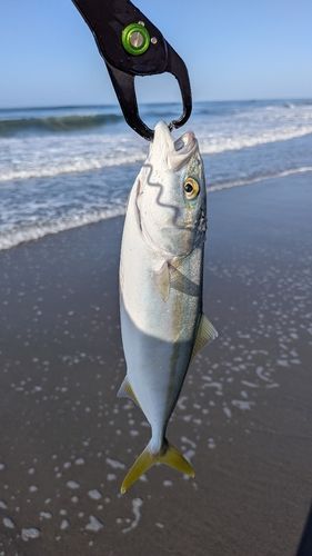 中田島サーフ