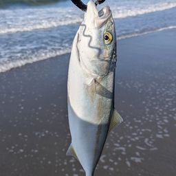 ワカシ