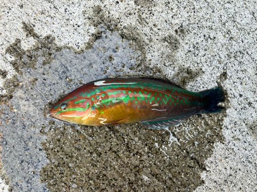 ベラの釣果