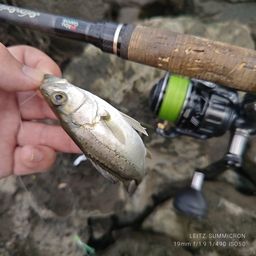 セイゴ（タイリクスズキ）