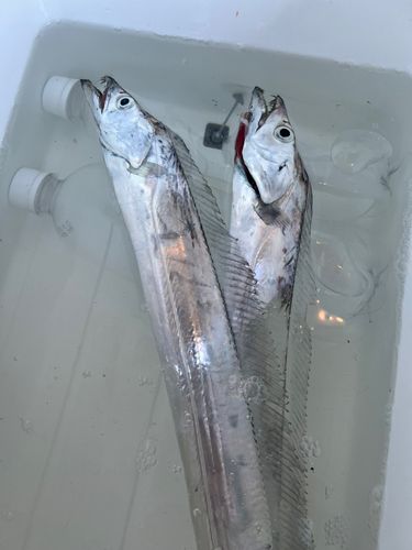 タチウオの釣果