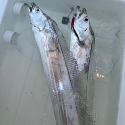 タチウオ