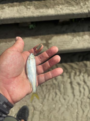 オイカワの釣果