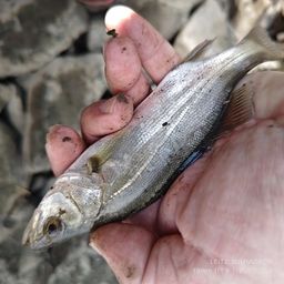 セイゴ（タイリクスズキ）