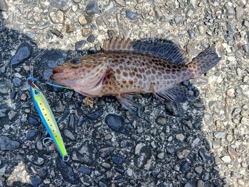 オオモンハタの釣果