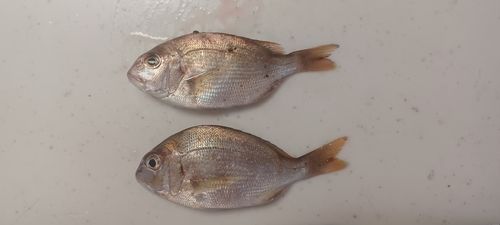 チャリコの釣果