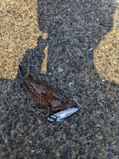 オオモンハタの釣果