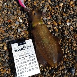 アオリイカ
