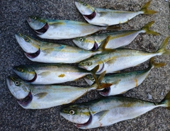 ワカシの釣果