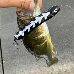 ブラックバス