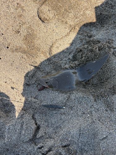 シタビラメの釣果