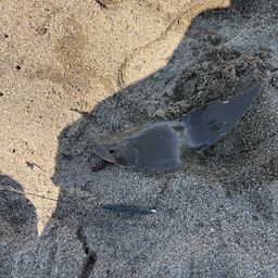 シタビラメ