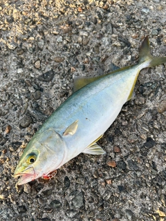 ツバイソの釣果
