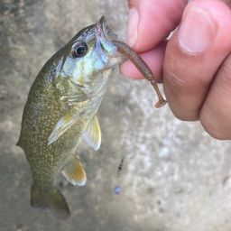 スモールマウスバス