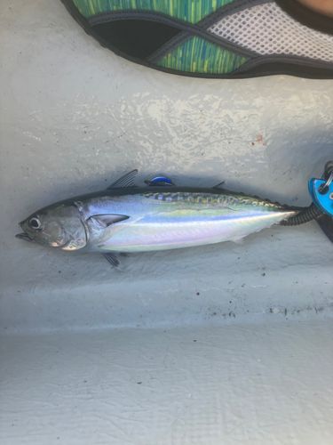 ソウダガツオの釣果
