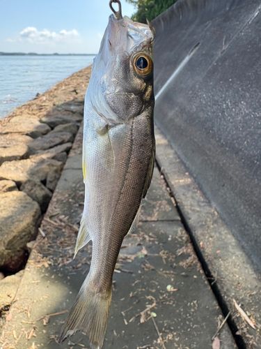 セイゴ（マルスズキ）の釣果